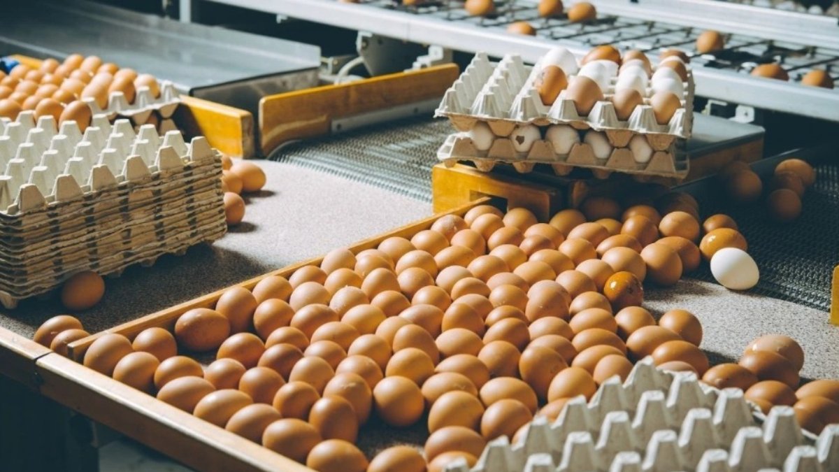 Türkiye'den ABD'ye 26 milyon dolarlık yumurta ihracatı