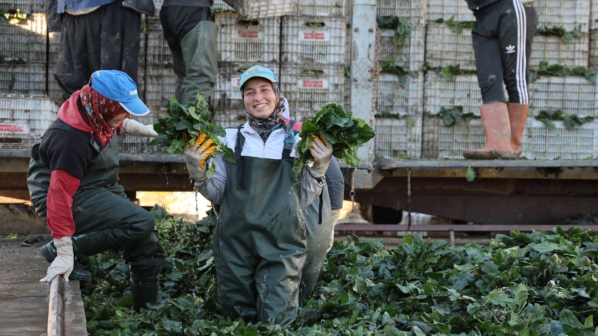 Tarım ambarında demir deposunu fulleyen hasat! Kilosu 14 TL’den satılıyor, Kayseri, Van, Ordu peşinde koşuyor!