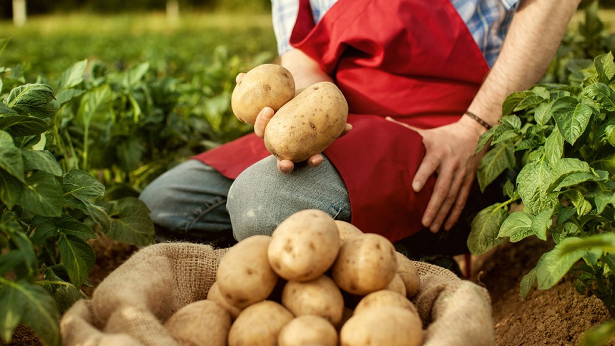 Türkiye'yi endişelendiren gelişme! Bir ay içinde patates üreticilerinin elindeki patatesler alınmazsa...
