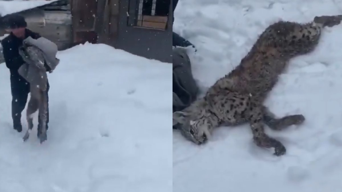 Yine bir başıboş köpek sorunu: Nesli tükenmekte olan vaşak başıboş köpekler tarafından öldürüldü