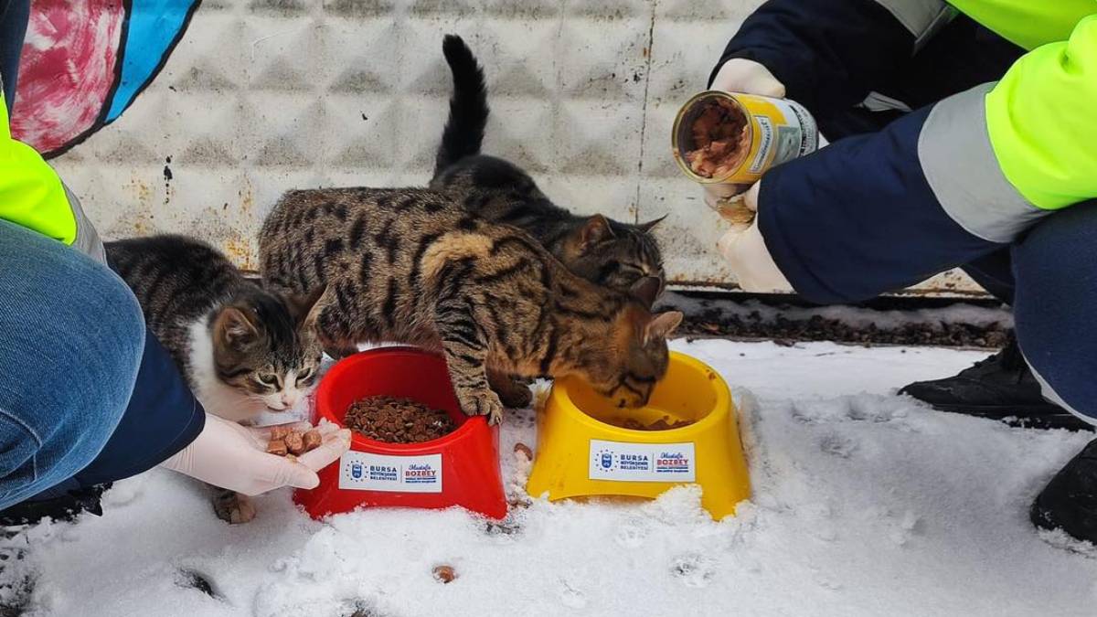 Kar bastırdı, Büyükşehir can dostları unutmadı