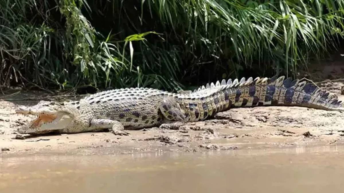 Endonezya'da 2 haftada 2 timsah saldırısı: 10 yaşındaki çocuk kayboldu