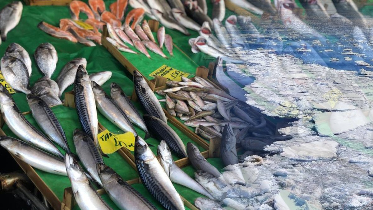 Hamsi kar gördü, etiketler 400 lirayı buldu... Balıkçılar fiyatların düşmesini bekliyor