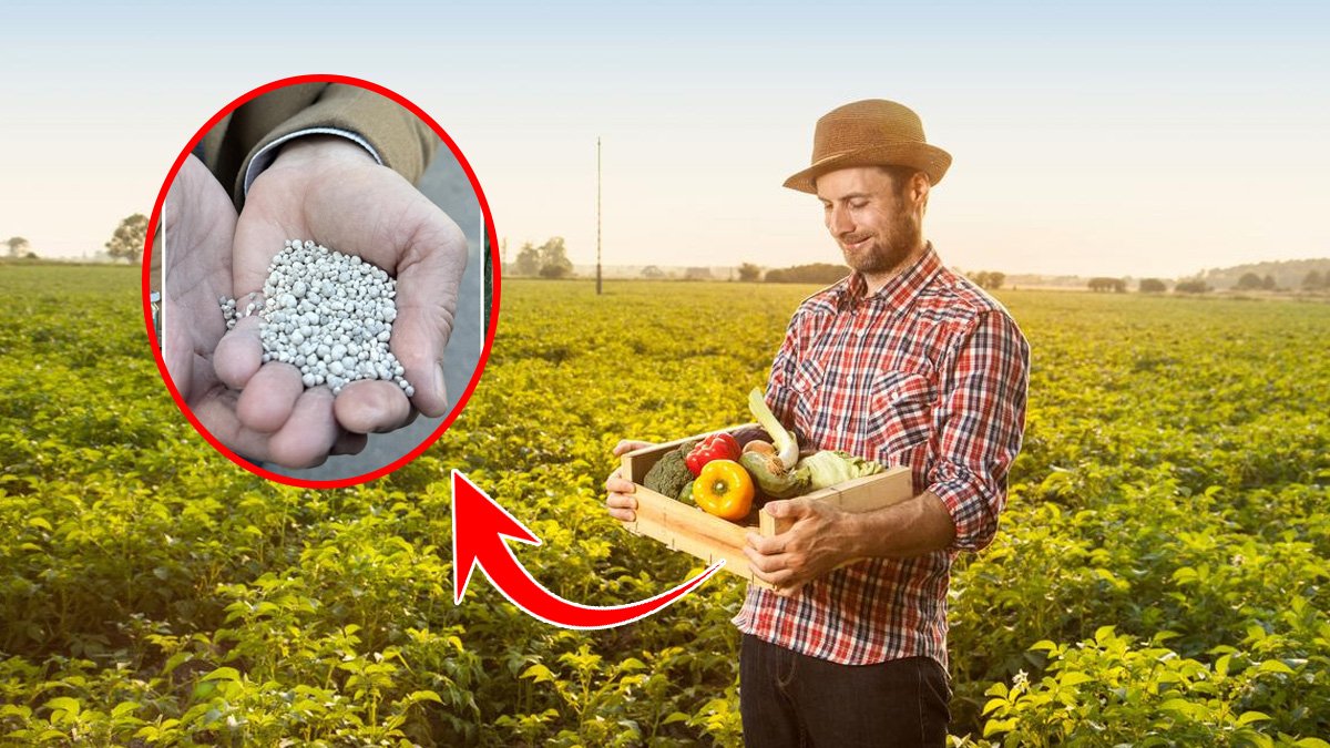 Çiftçilerin yeni gözdesi! Verimliliği 2 kat artıracak: Gübre yerine jeotermal biyomineral...