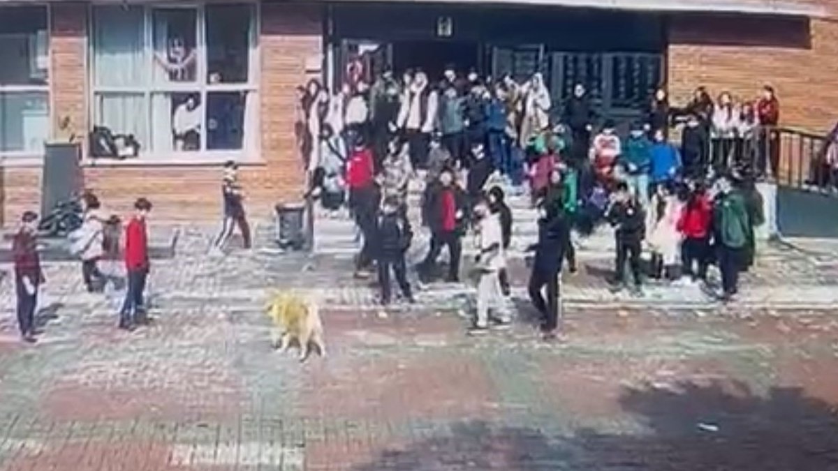Okul bahçesine giren köpek 6'sı çocuk 8 kişiyi yaraladı: Sahibi gözaltına alındı