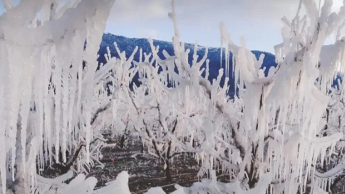 Sibirya soğukları nektarinleri vurdu! Soğuktan korumak için suladı, dalında dondular