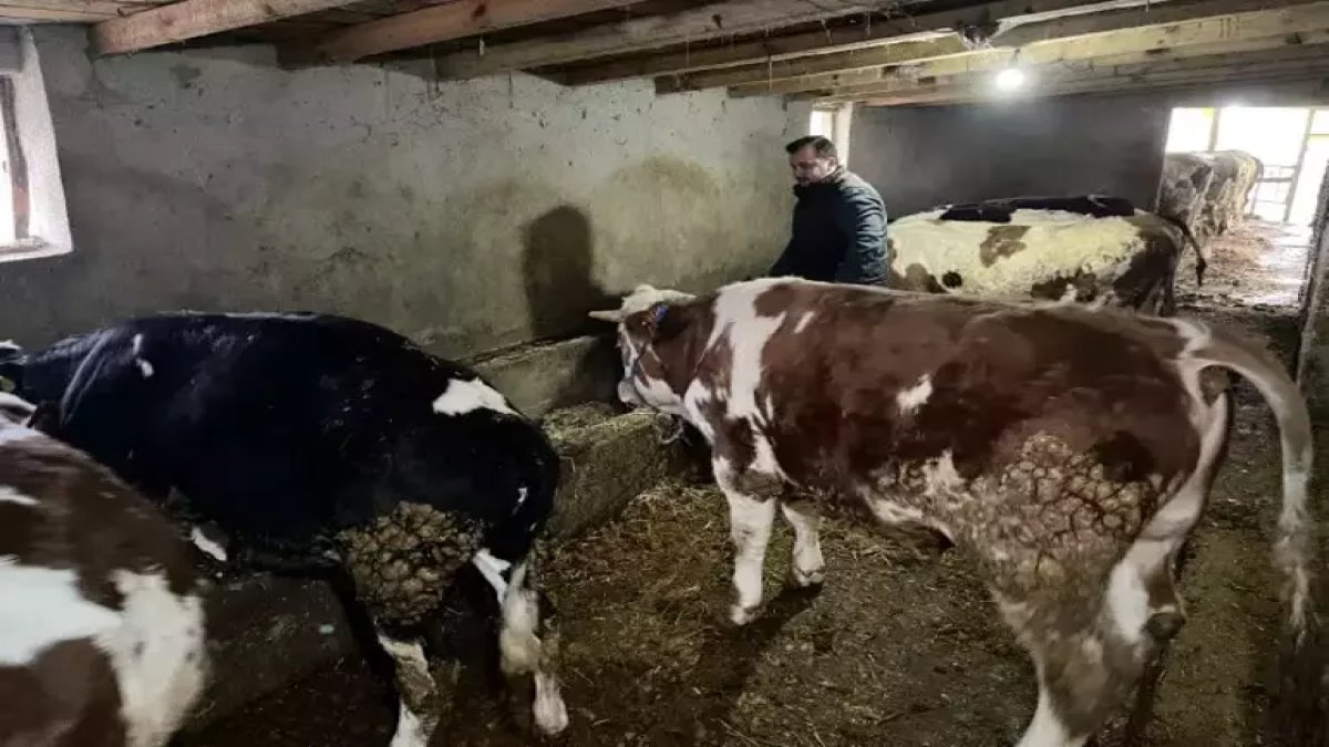 27 yaşında kendi işinin patronu oldu! Devlet desteğiyle başladı: Şimdi ayda 45 ton süt elde ediyor