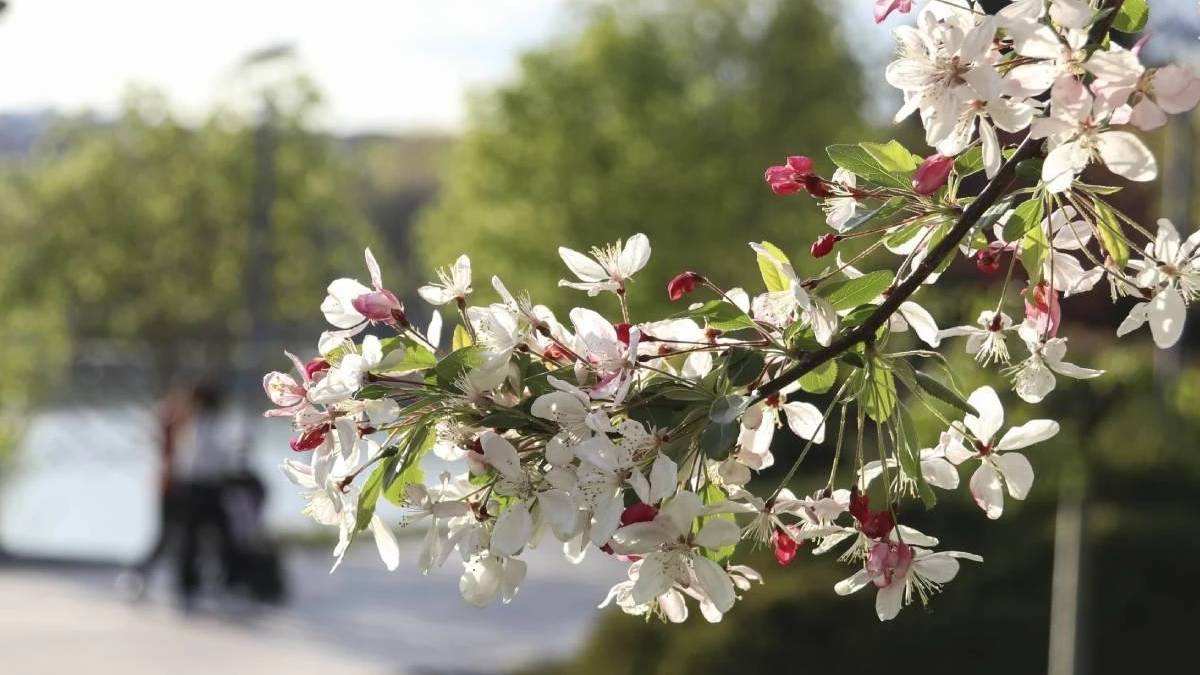 Baharın müjdesi olan ikinci cemre bugün düşüyor