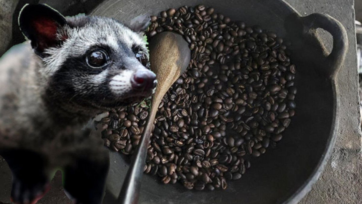 Lezzeti misk kedisinin midesinden geliyor, kokusu bile yetiyor! Dünyanın en pahalı kahvesi: Fiyatını duyan ‘Yok artık’ diyor!