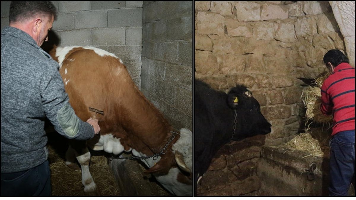 Devlet destekledi onlar işe girişti! Eski hükümlülerin yeni hayatı: Özenle bakıyor, sayılarını çoğaltmak istiyorlar