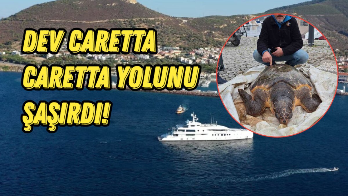 Dev caretta caretta yolunu şaşırdı! Çanakkale'de limana girdi: Hemen yakaladılar