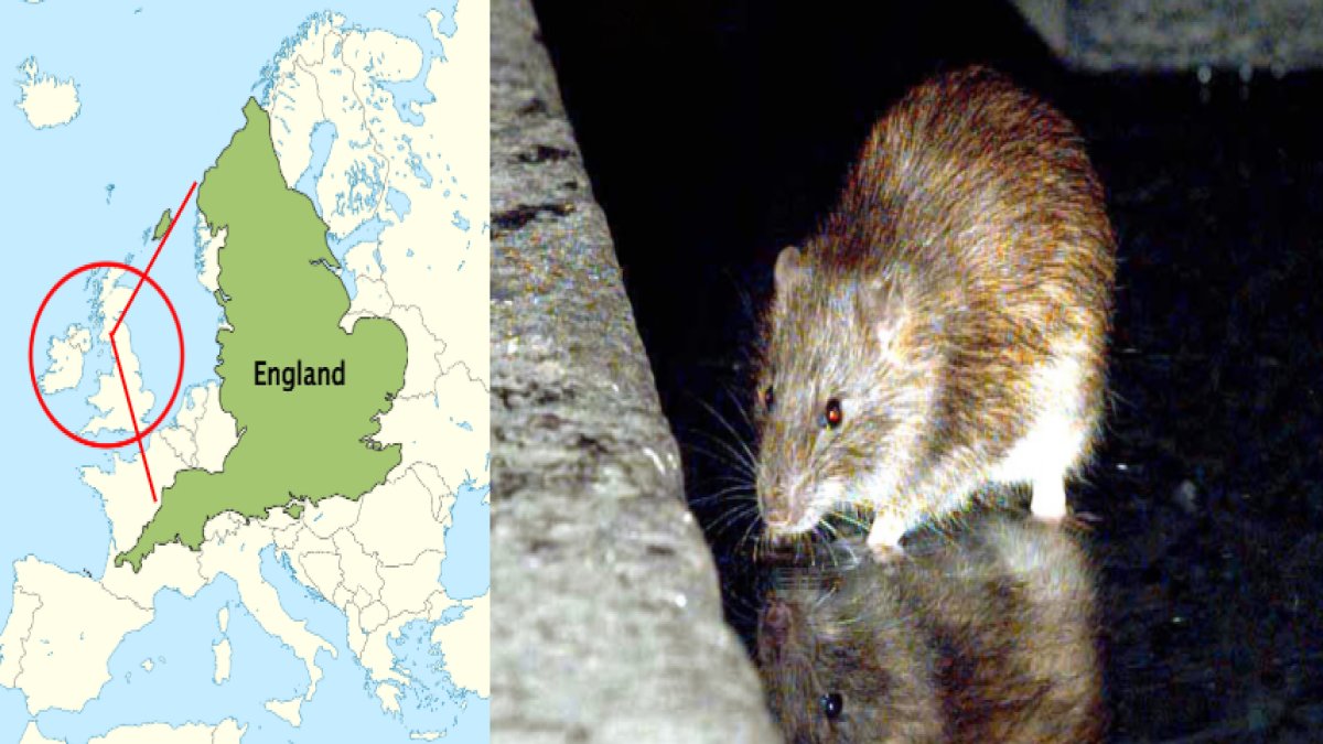 İngiltere'yi resmen fareler istila etti! Araçları bile kemiriyorlar: Kedi büyüklüğünde...