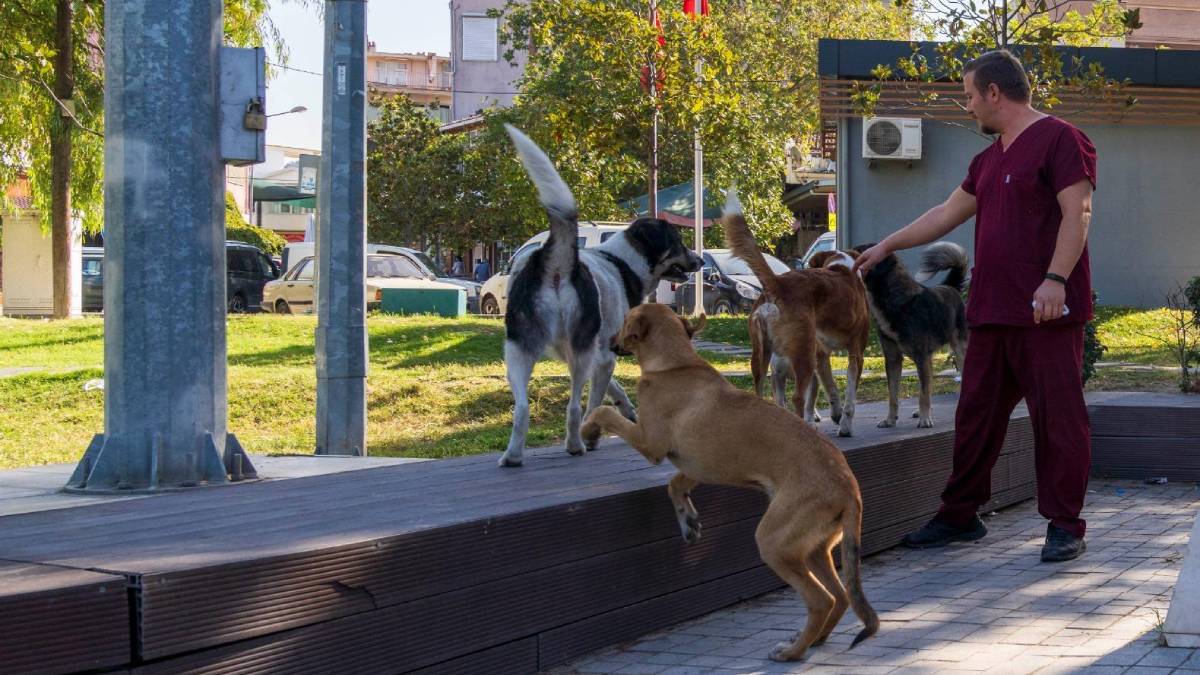 11 ilçede sahipsiz hayvan sayımı tamamlandı