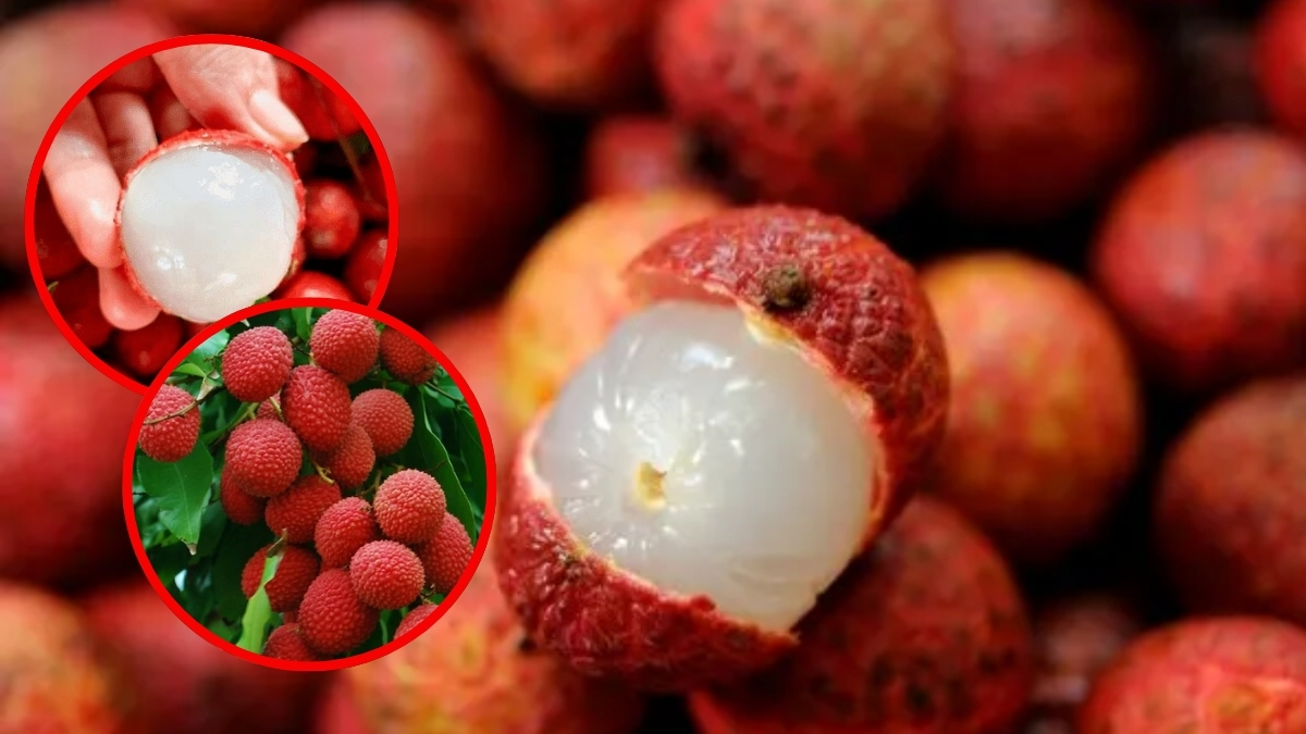 Mersin’de yetişiyor, portakaldan 20 kat fazla C vitamini içeriyor! Herkes ona “kral meyvesi” diyor: Tadıyla mest ediyor