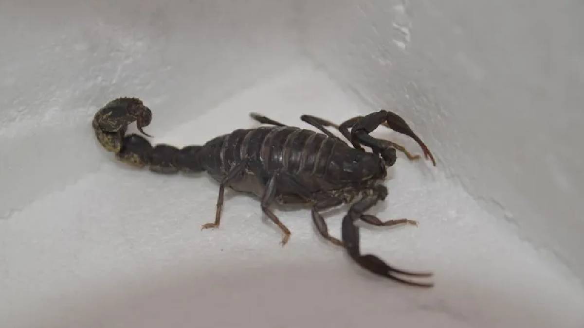 Yeni bir akrep keşfedildi: Scorpio Karakurdi