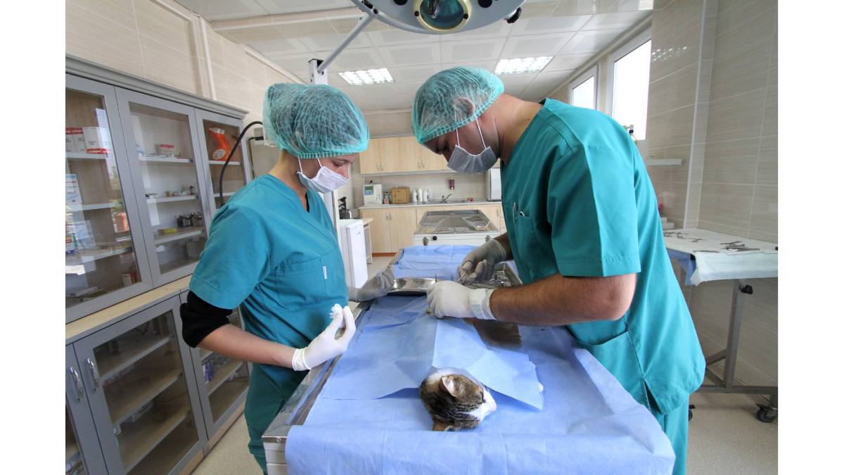 Karşıyaka Belediyesi’nden toplu kısırlaştırma hamlesi