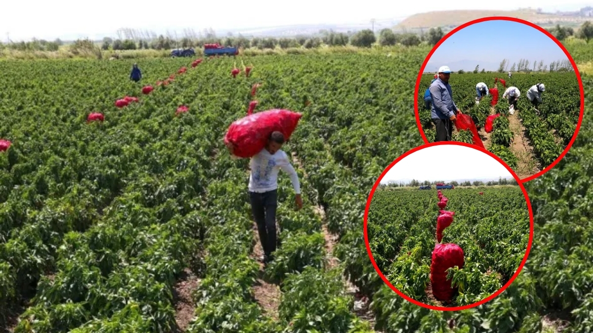 Tezgaha inmeden tarlada bitiyor! Tam bir antioksidan deposu olarak biliniyor: Yemeklerde de salatalarda da eksik olmuyor