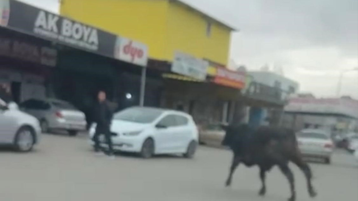 Batman’da sanayi sitesine giren inek esnafa zor anlar yaşattı