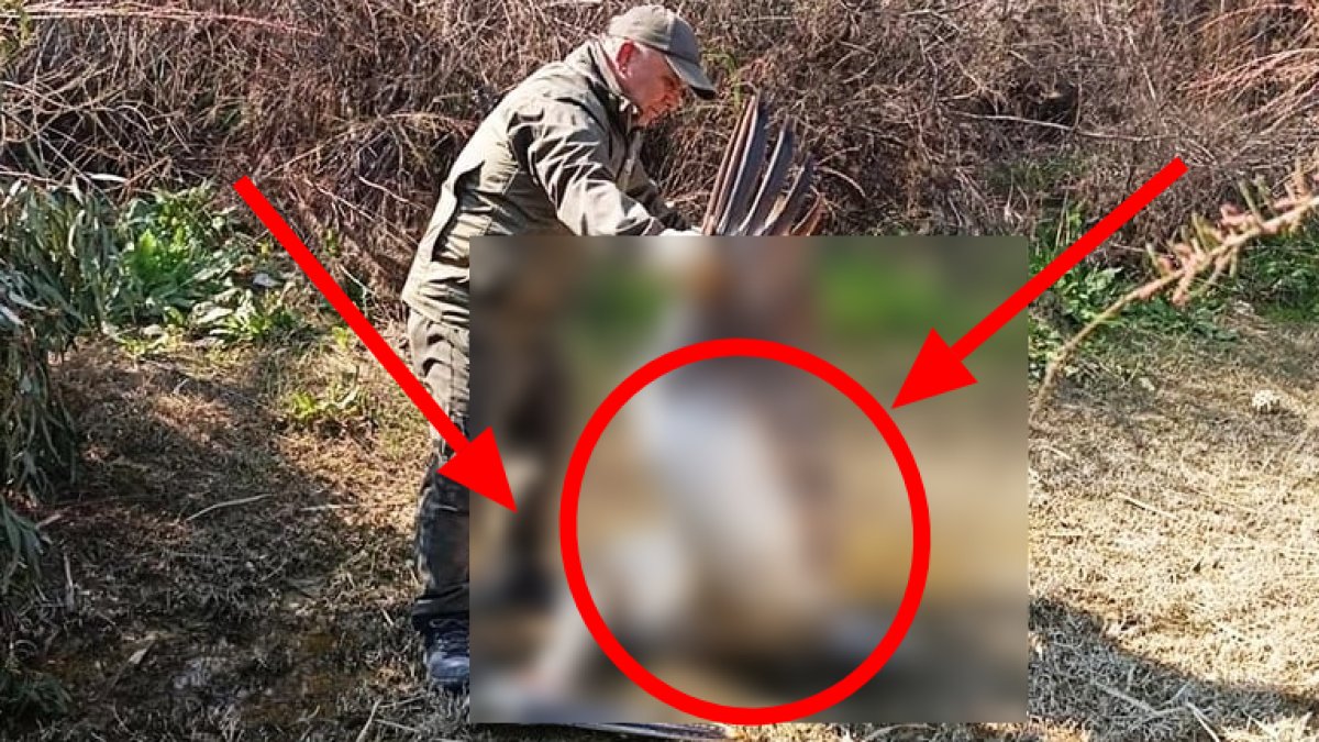 Nesli tehlike altında! O canlı vurularak telef edilmiş