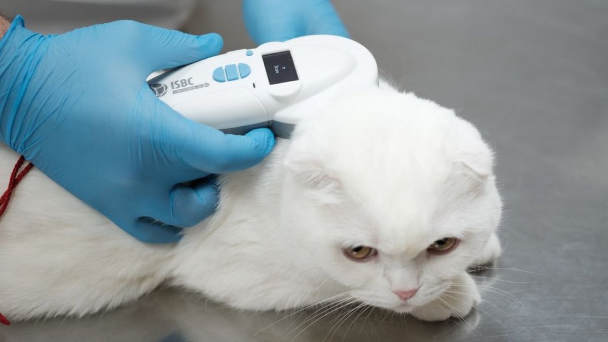 Kedi ve köpeklerde çiplendirme süresi uzatıldı