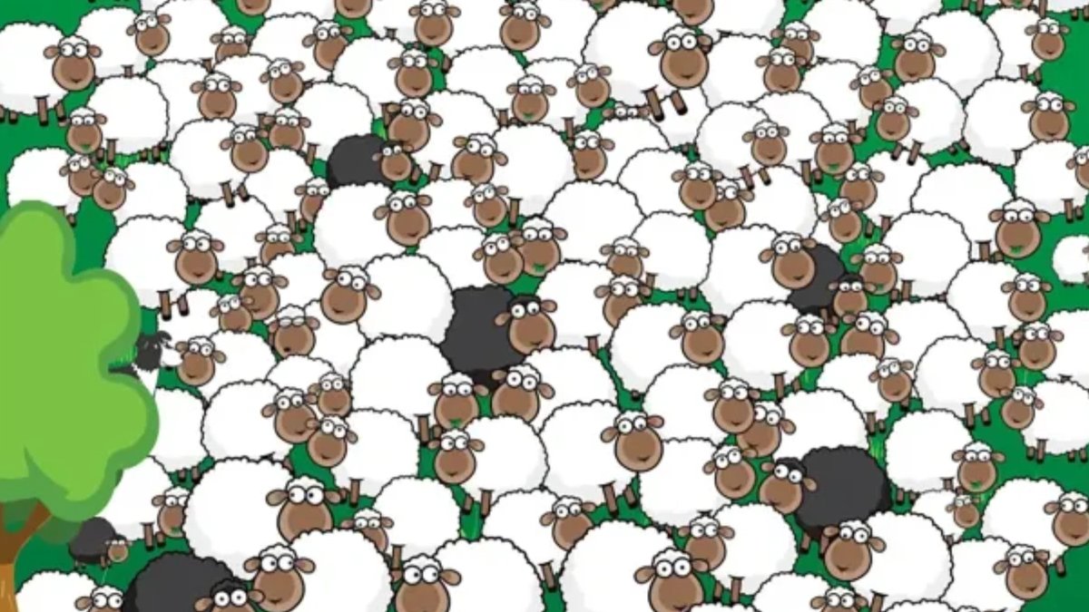 Şahin gözlüler asla zorlanmıyor! 5 saniyede farklı koyun ortaya çıkacak! Kendine güvenen gelsin