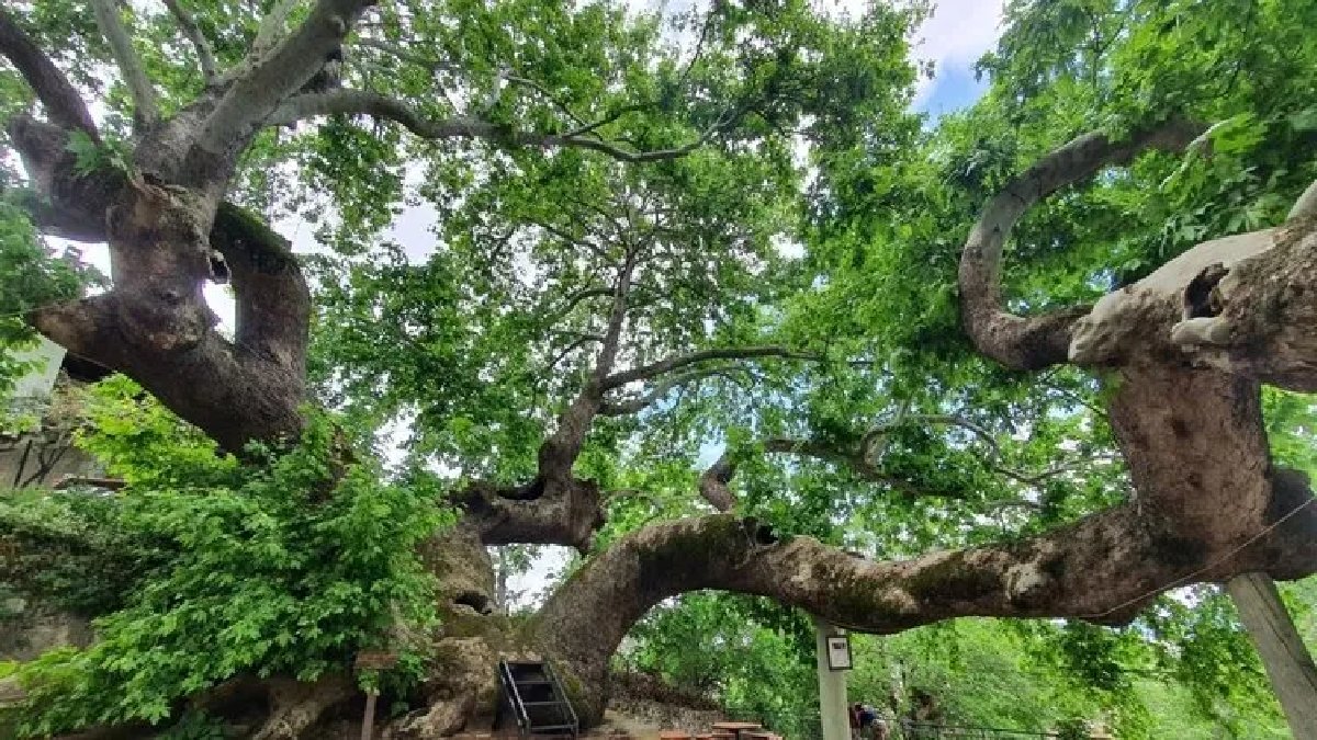 Türkiye’nin o şehrinde yıllara meydan okuyor 2 bin yıllık yaşıyla hayrete düşürüyor! Türkiye’de ondan eskisi yok