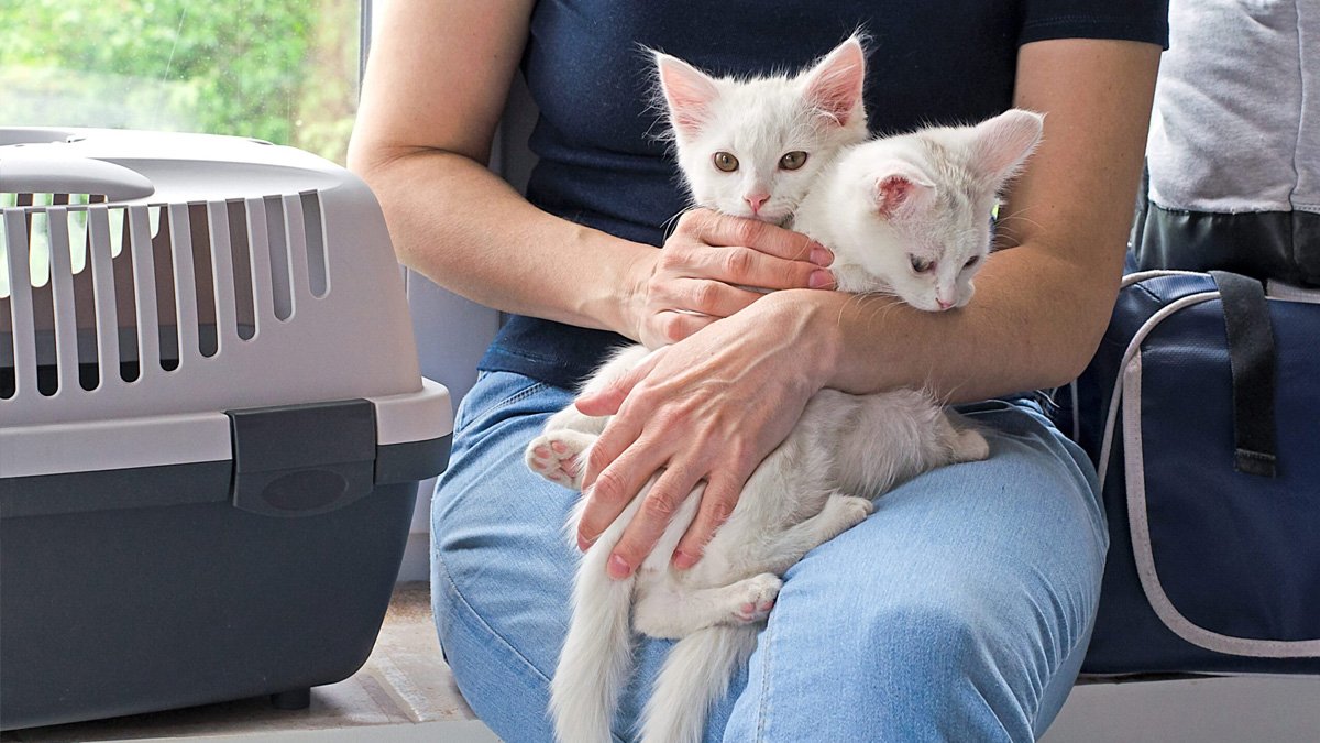 Evcil hayvan sahipleri için geri sayım başladı! O tarihe kadar vaktiniz var: Yapmayanlar para cezası ödeyecek!