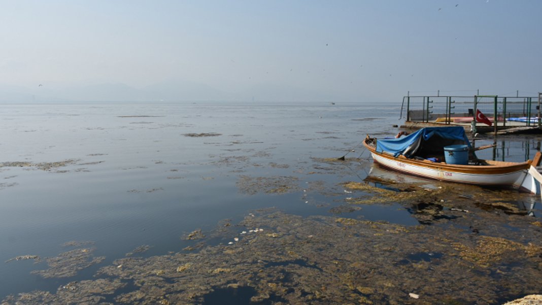 İzmir Körfezi yosunlarla kaplandı