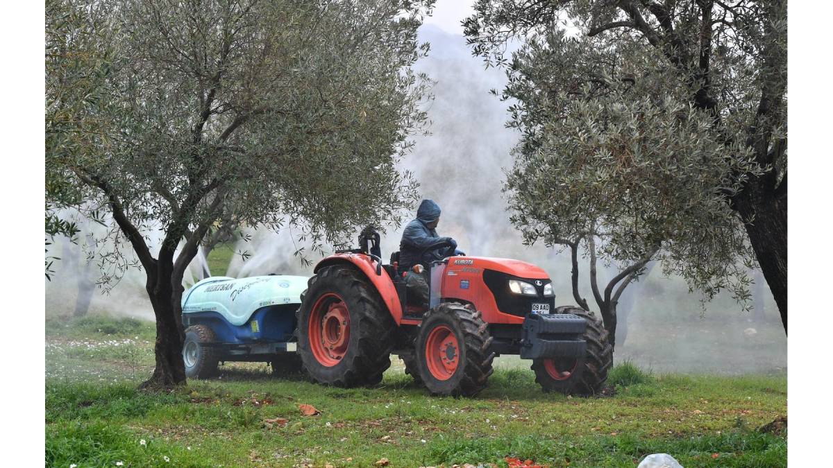 Zeytin üreticisine “ilaç” oldu
