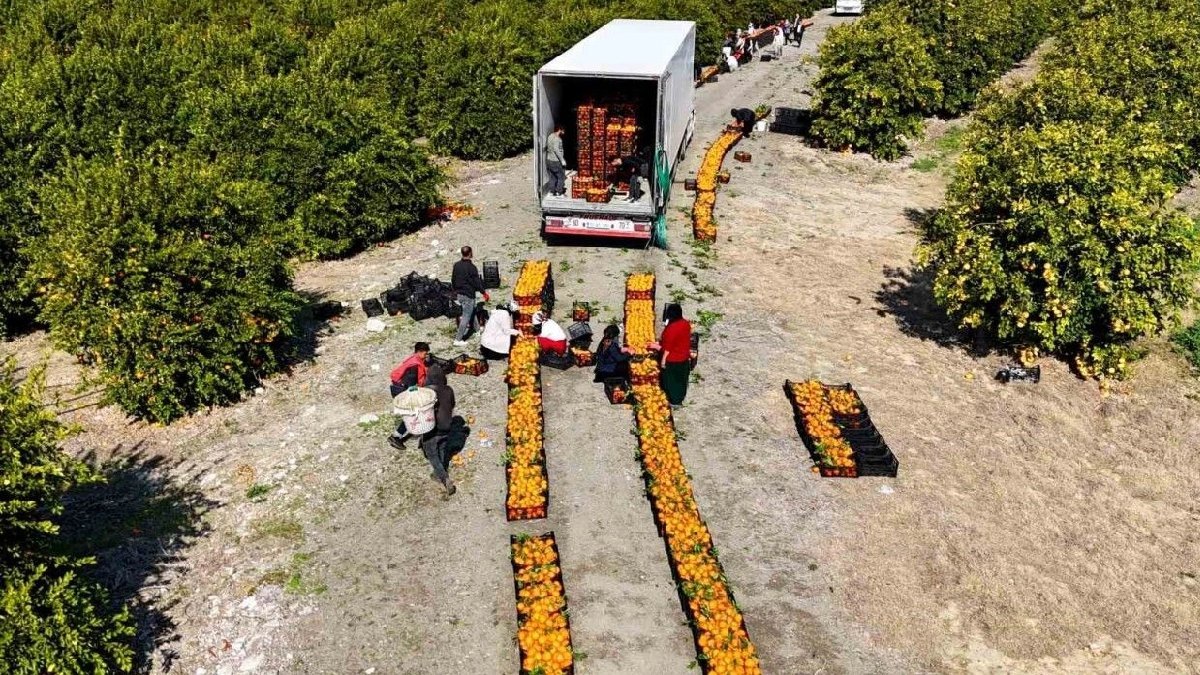 Daha dalındayken satılıyor, Adana’da yok satıyor! Kilosu 18 TL’den kilolarca satıldı