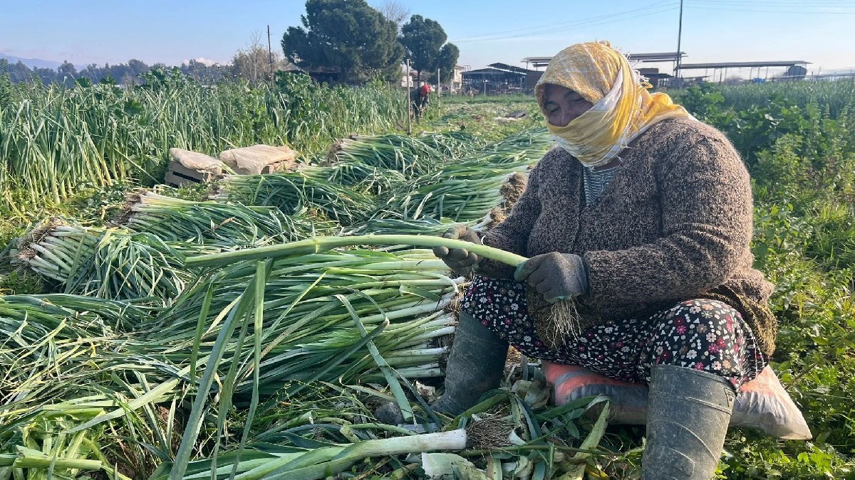 40 yıldır aynı tarlada çalışıyor, hiç paydos vermiyor! Günlük 700 TL alıyor, ay sonu asgari ücreti bulmuyor