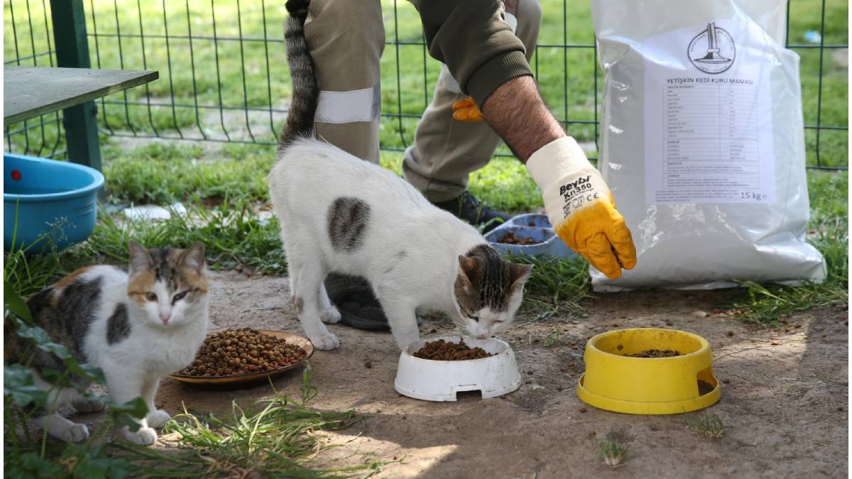 Karşıyaka Belediyesinden sahipsiz hayvanlar için örnek uygulama