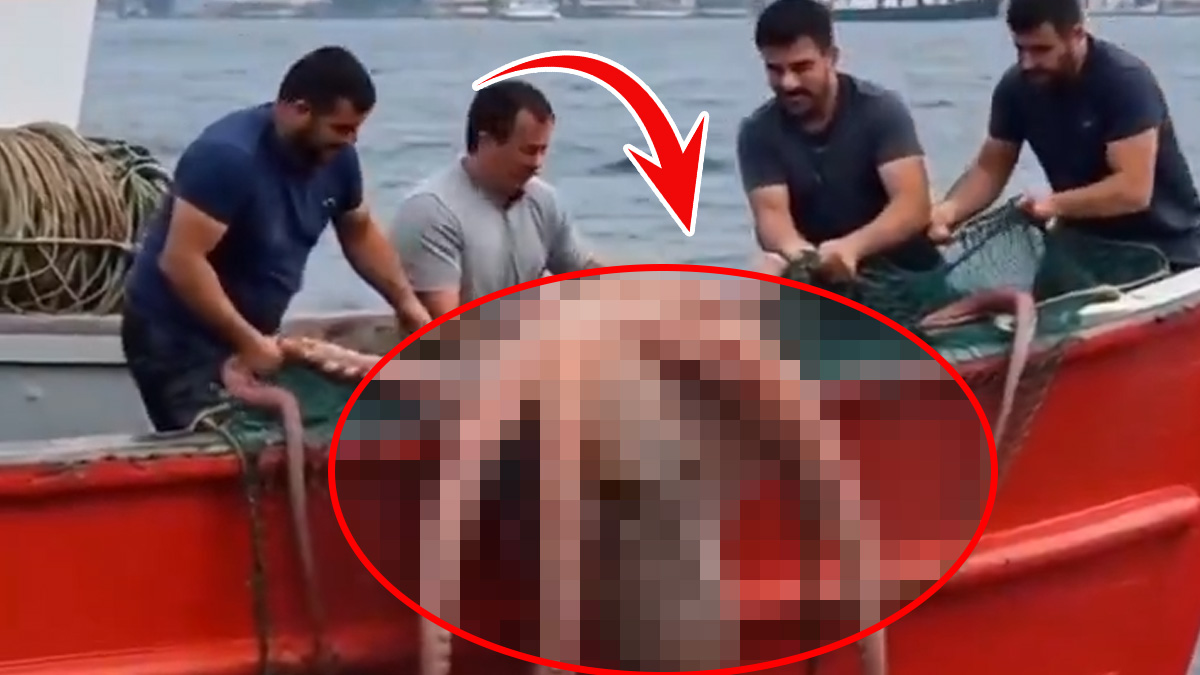 İstanbul Boğazı'nda dev ahtapot paniği! Görüntüyü görenler gözlerine inanamadı! Gerçek ortaya çıktı