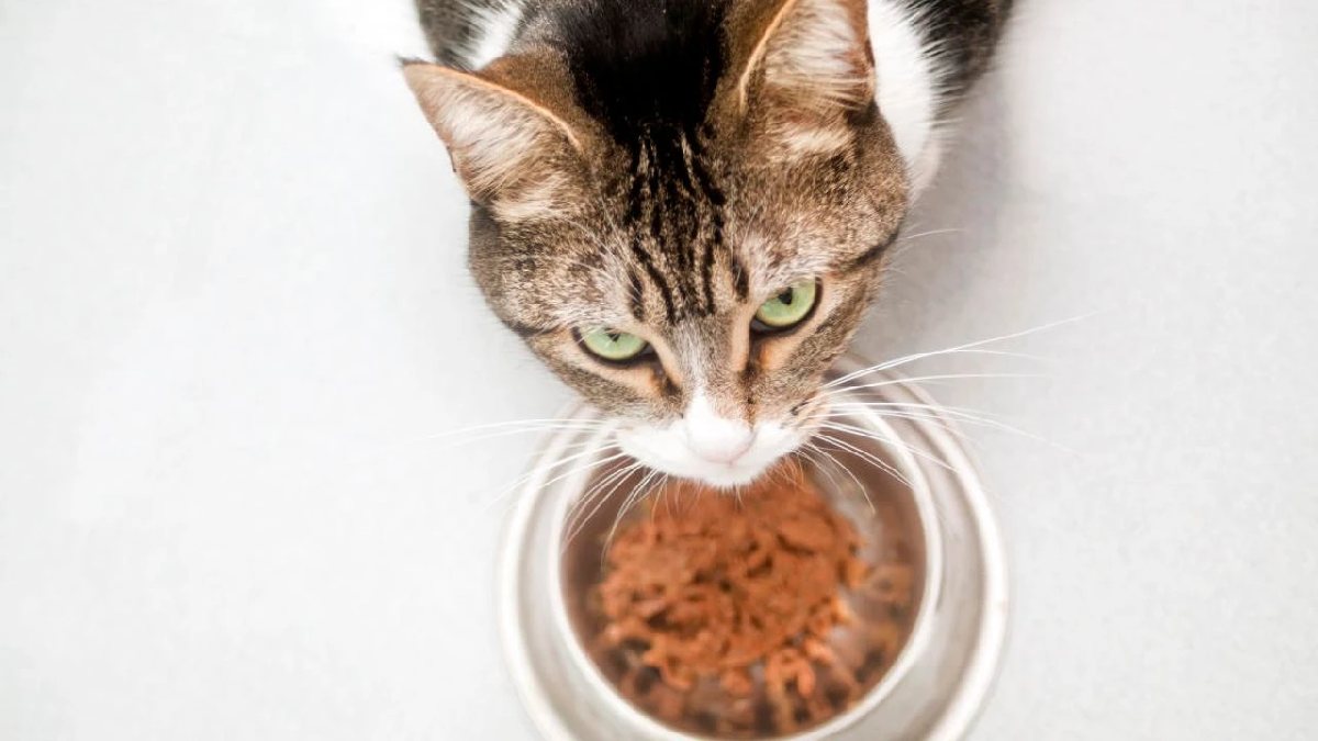 Kedisi olanlara kritik uyarı! O mama markasında büyük risk: Hemen toplatıldı