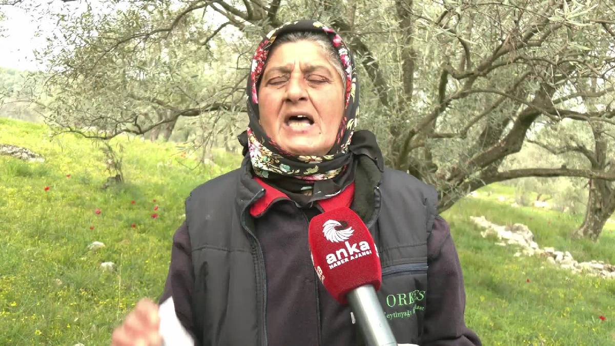 Tireliler ağaç kıyımına isyan ediyor: Onlar bizim çocuklarımızın geleceği