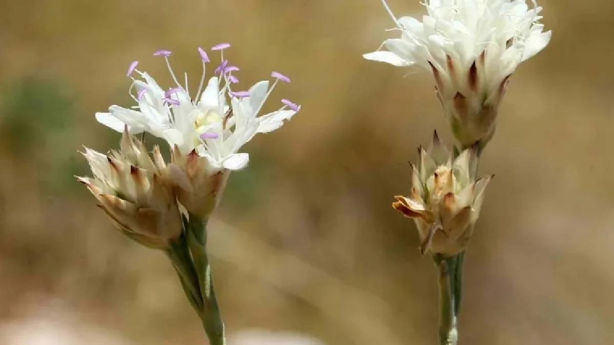 Antalya'da yeni endemik bitki keşfedildi: Efe pelemiri