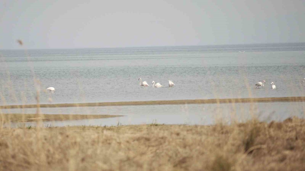 Göç ederken o ilimizde mola verdiler! Görenleri heyecanlandıran manzara: Pembe renkleriyle görsel şölen oluşturdular