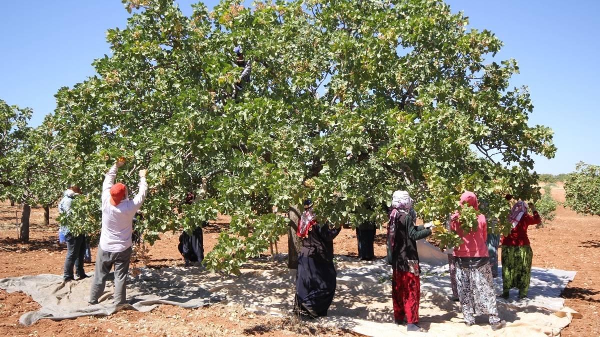 2024 sezonu fıstık üreticilerini memnun etti! Rekor kırıldı: En yüksek rakama ulaştı