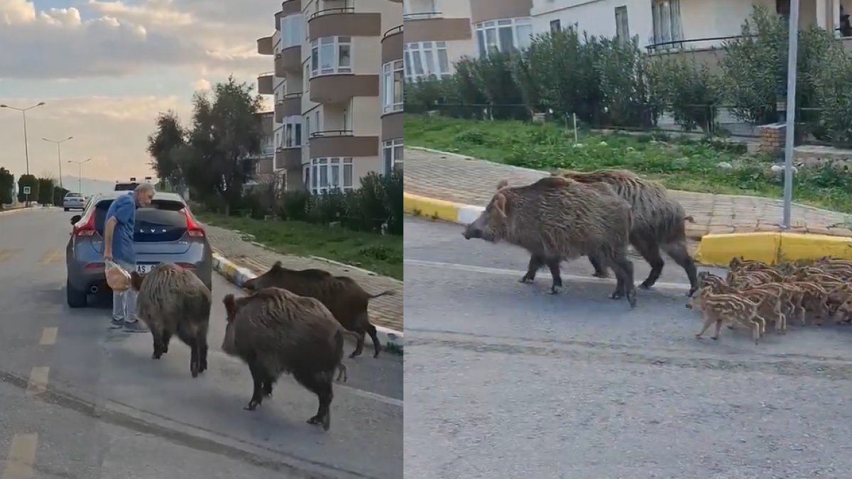 Gözde tatil kentinde domuzlar güpegündüz şehre indi! O anlar böyle kaydedildi: Aile boyu geziyorlar