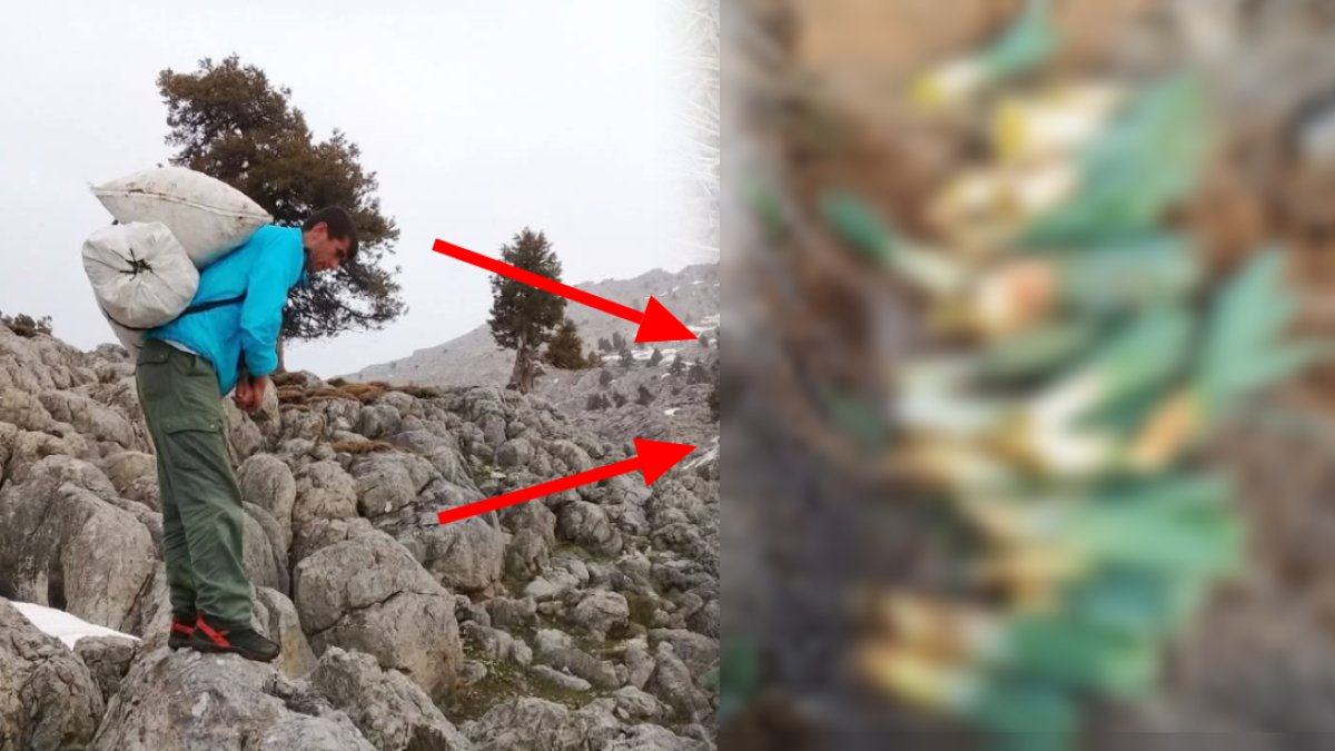 Dağlarda kendiliğinden yetişiyor, sofralara kadar geliyor! Kilosu 250 TL'ye ulaştı: Sivilce ve egzamaya karşı birebir