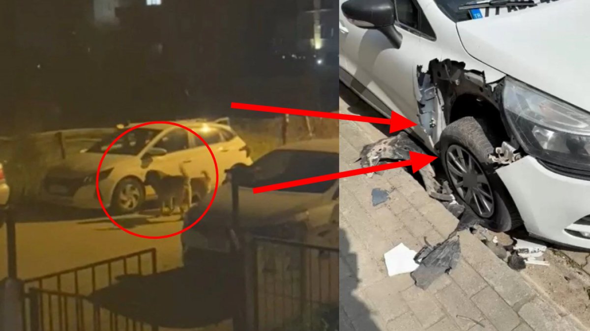 Bu kadarı da pes! Sokak köpekleri otomobili parçaladı: 100 bin liralık masraf çıktı