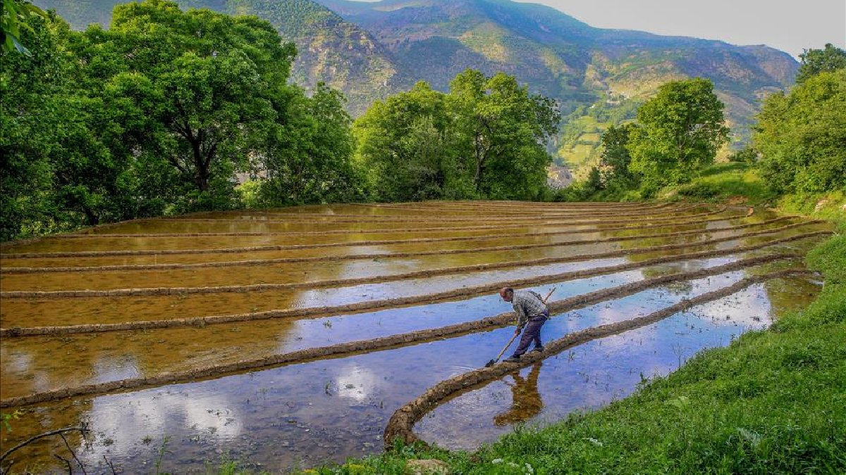 Ağustos’ta toplanıyor, suyun gücüyle öğütülüyor! 150 yıldır aynı yöntemle yapılıyor
