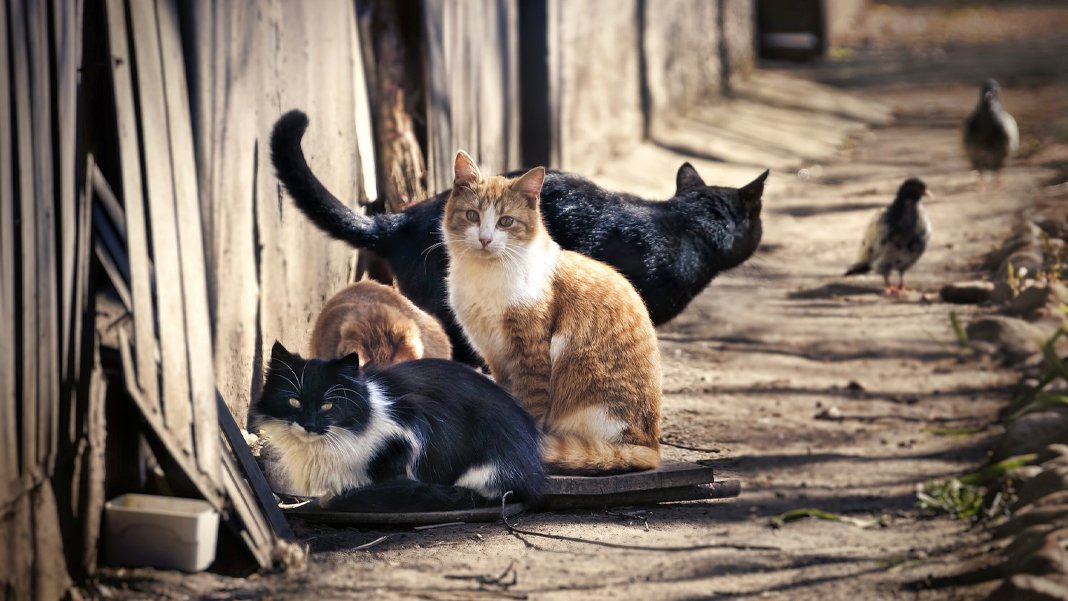 Antalya'daki kedi ölümleri için inceleme başlatıldı