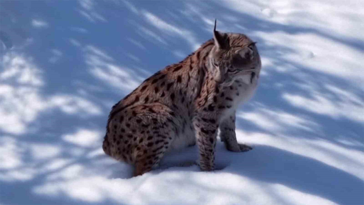 Koruma altındaki vaşak Tunceli'de görüntülendi