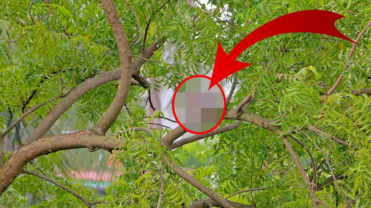 O kentimizde bir kuşun 38 farklı türü tespit edildi! Dünya ornitoloji literatürüne kaydedildi