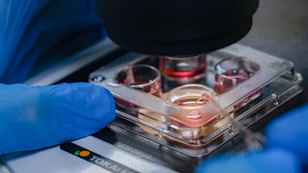 Türkiye’de bir ilk gerçekleşiyor! Cinsiyeti belli embriyolar üretilecek! Konya’da bilimsel çalışmalara öncü olacak