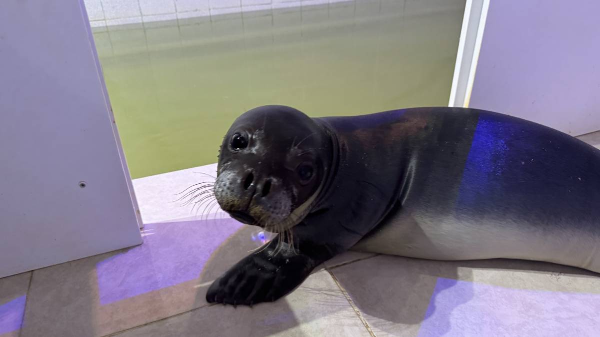 Fırtınada annesinden kopan yavru fok hayata tutundu! Antalya’nın yapılaşmamış kıyılarından denize salınacak