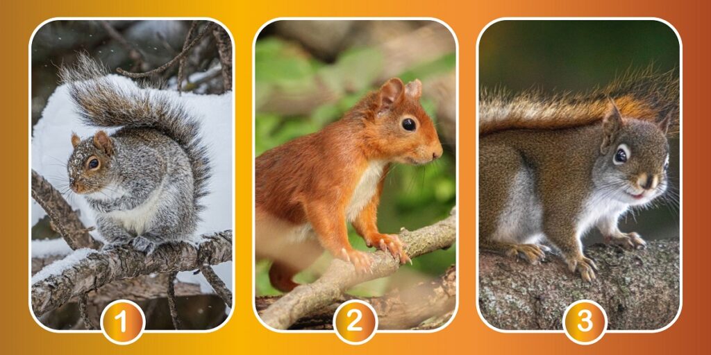 Kişilik testi: Bu sincaplardan birini seçerek hangi zamanda yaşadığınızı keşfedin!