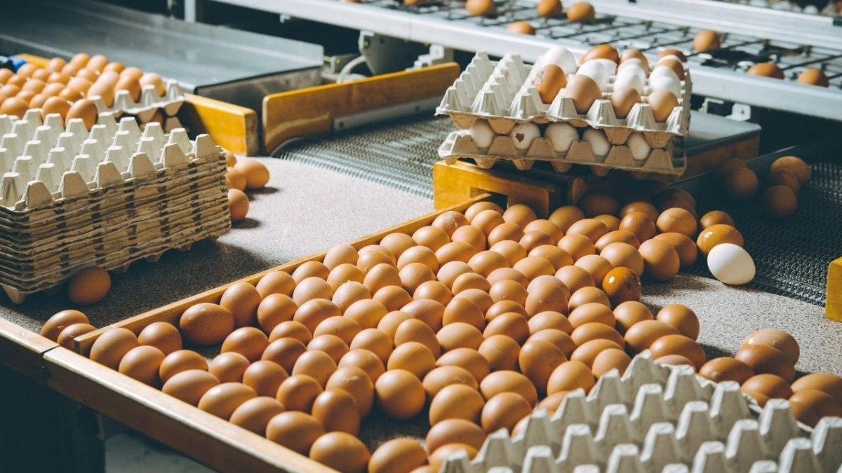 Yumurta fiyatları 4 ayda yüzde 70 arttı: Fahiş fiyat artışının nedeni belli oldu