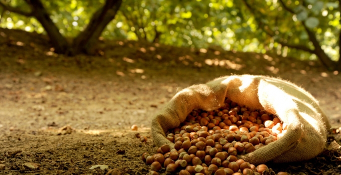 Fındık fiyatını belirleyecek rekoltede fark büyüyor